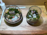 Terrariums メトロ・エム後楽園店に投稿された画像（2026/5/2）