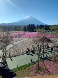 富士芝桜まつり(富士本栖湖リゾート)に投稿された画像（2026/5/2）