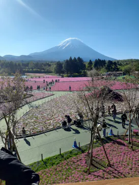 富士芝桜まつり(富士本栖湖リゾート)に投稿された画像（2026/5/2）