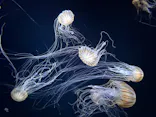 サンシャイン水族館に投稿された画像（2026/5/3）