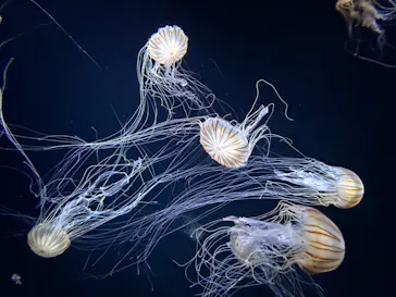 サンシャイン水族館に投稿された画像（2026/5/2）
