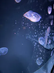 サンシャイン水族館に投稿された画像（2026/5/2）