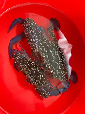 牛込海岸潮干狩りに投稿された画像（2026/5/2）