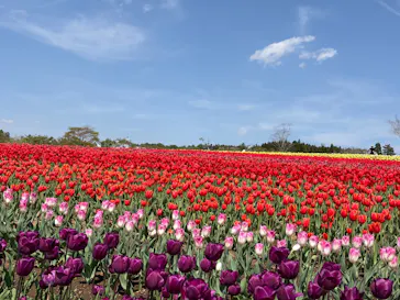 牧歌の里に投稿された画像（2026/5/2）