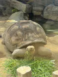 恩賜上野動物園に投稿された画像（2026/5/3）