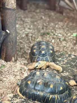 恩賜上野動物園に投稿された画像（2026/5/2）