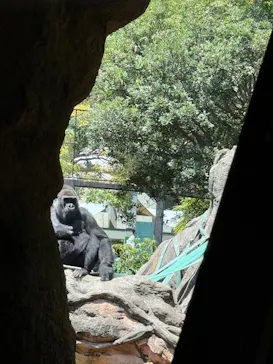 恩賜上野動物園に投稿された画像（2026/5/2）