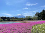 富士芝桜まつり(富士本栖湖リゾート)に投稿された画像（2026/5/3）