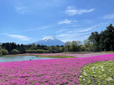 富士芝桜まつり(富士本栖湖リゾート)に投稿された画像（2026/5/2）