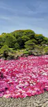 日本庭園　由志園に投稿された画像（2026/5/3）