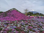 富士芝桜まつり(富士本栖湖リゾート)に投稿された画像（2026/5/3）