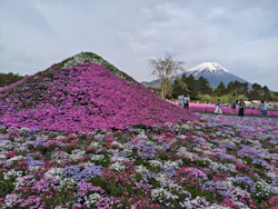 富士芝桜まつり(富士本栖湖リゾート)に投稿された画像（2026/5/2）