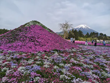 富士芝桜まつり(富士本栖湖リゾート)に投稿された画像（2026/5/2）