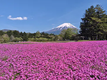富士芝桜まつり(富士本栖湖リゾート)に投稿された画像（2026/5/2）