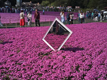 富士芝桜まつり(富士本栖湖リゾート)に投稿された画像（2026/5/2）