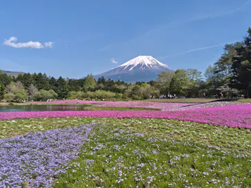 富士芝桜まつり(富士本栖湖リゾート)に投稿された画像（2026/5/2）