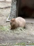 名古屋市東山動植物園に投稿された画像（2026/5/3）