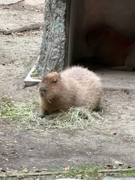 名古屋市東山動植物園に投稿された画像（2026/5/2）