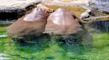 天王寺動物園に投稿された画像（2026/5/3）