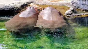天王寺動物園に投稿された画像（2026/5/2）