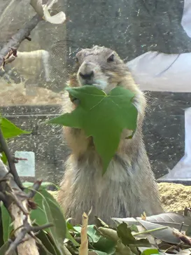 名古屋市東山動植物園に投稿された画像（2026/5/3）