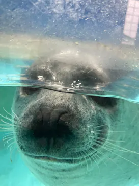 下田海中水族館に投稿された画像（2026/5/3）