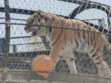 いしかわ動物園に投稿された画像（2026/5/3）