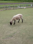 EnglishGardenローザンベリー多和田に投稿された画像（2026/5/3）
