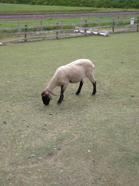 EnglishGardenローザンベリー多和田に投稿された画像（2026/5/3）