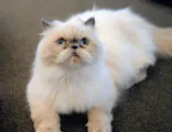 猫カフェモカ　渋谷公園通り店に投稿された画像（2026/5/3）