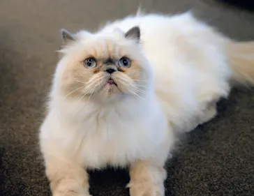 猫カフェモカ　渋谷公園通り店に投稿された画像（2026/5/3）