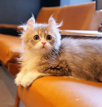 猫カフェモカ　渋谷公園通り店に投稿された画像（2026/5/3）