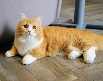 猫カフェモカ　渋谷公園通り店に投稿された画像（2026/5/3）