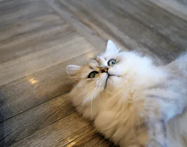 猫カフェモカ　渋谷公園通り店に投稿された画像（2026/5/3）