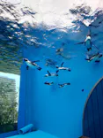 サンシャイン水族館に投稿された画像（2026/5/3）
