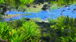 カワスイ 川崎⽔族館に投稿された画像（2026/5/3）