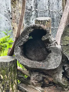 鹿児島市平川動物公園に投稿された画像（2026/5/3）