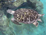 名古屋港水族館に投稿された画像（2026/5/3）