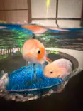 AQUARIUM × ART　atoaに投稿された画像（2026/5/3）
