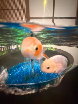 AQUARIUM × ART　atoaに投稿された画像（2026/5/3）