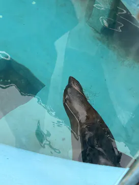 竹島水族館に投稿された画像（2026/5/3）