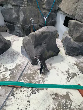秋田市大森山動物園に投稿された画像（2026/5/3）