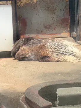 秋田市大森山動物園に投稿された画像（2026/5/3）