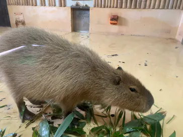 秋田市大森山動物園に投稿された画像（2026/5/3）