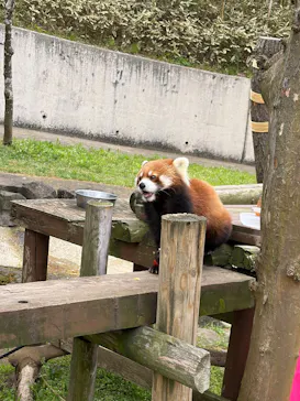 秋田市大森山動物園に投稿された画像（2026/5/3）