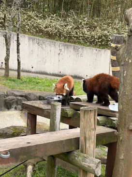 秋田市大森山動物園に投稿された画像（2026/5/3）