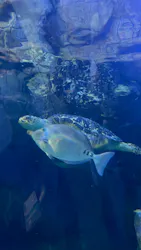 しながわ水族館に投稿された画像（2026/5/3）