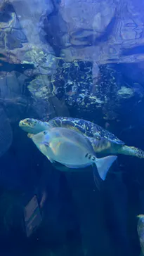 しながわ水族館に投稿された画像（2026/5/3）