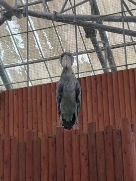 掛川花鳥園に投稿された画像（2026/5/3）