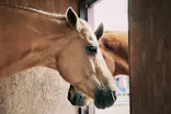 ノーザンホースパークに投稿された画像（2026/5/3）